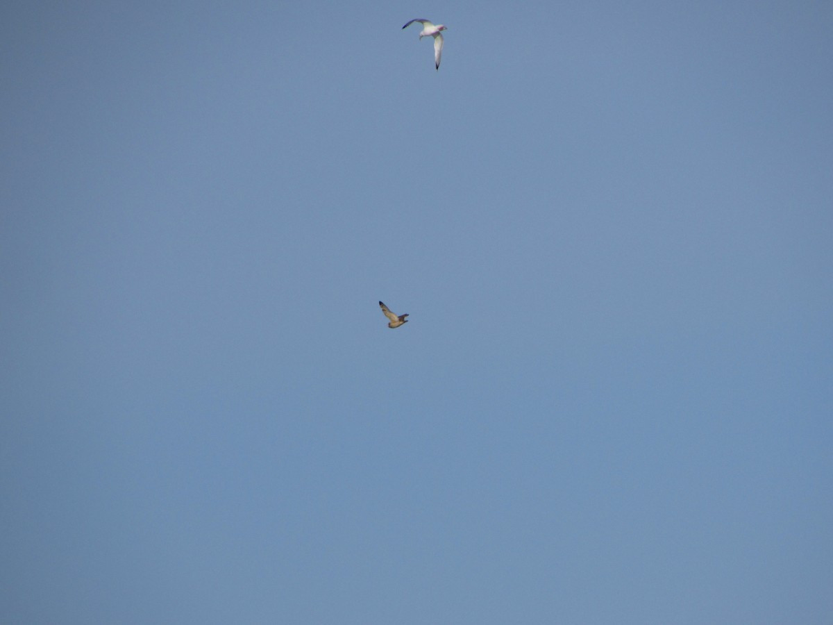 Short-eared Owl - ML225828541