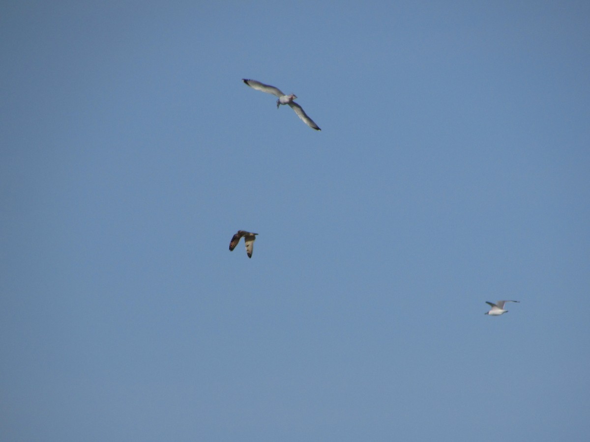 Short-eared Owl - ML225828581