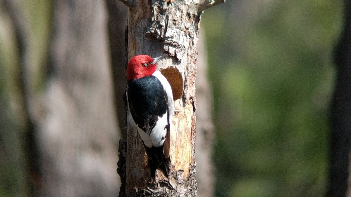 Red-headed Woodpecker - ML225829781