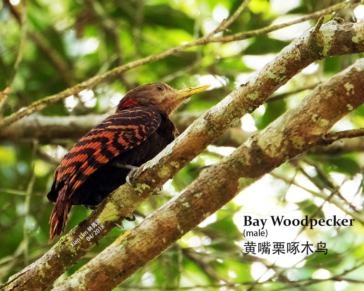 Bay Woodpecker - Lim Ying Hien