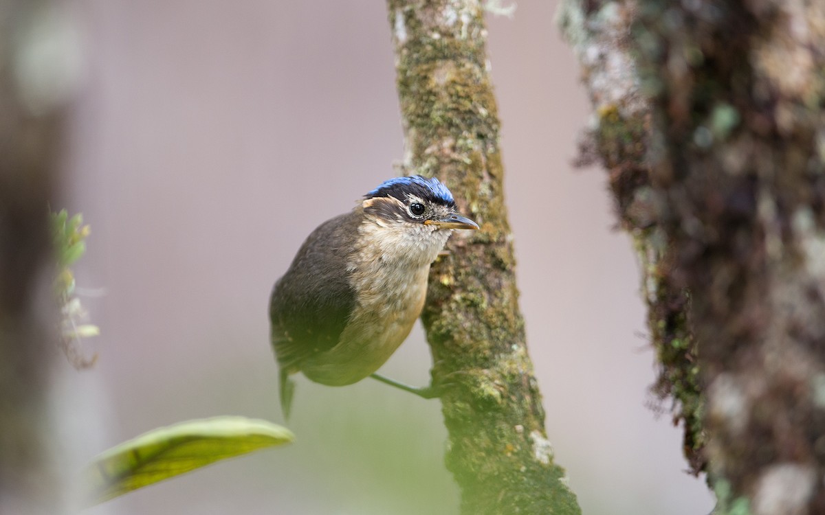 Blue-capped Ifrita - ML225830151