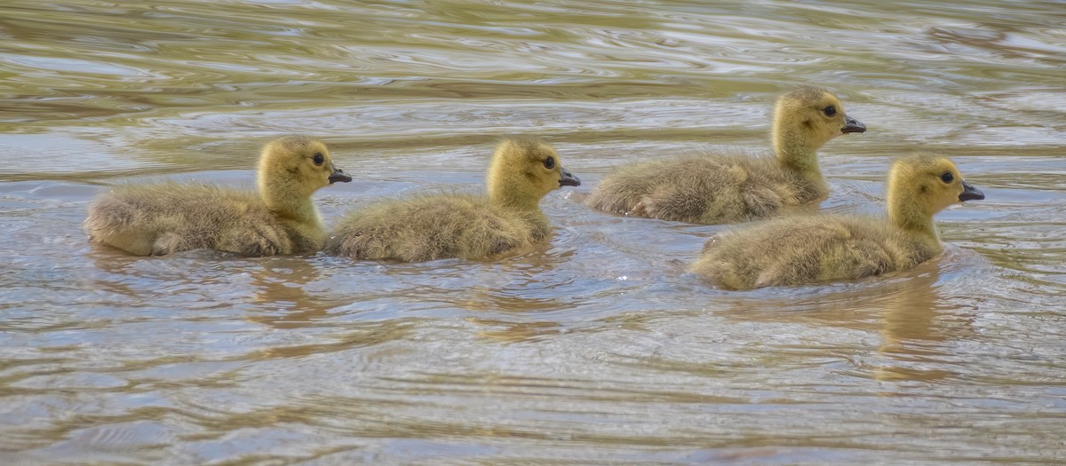 Canada Goose - ML225830281