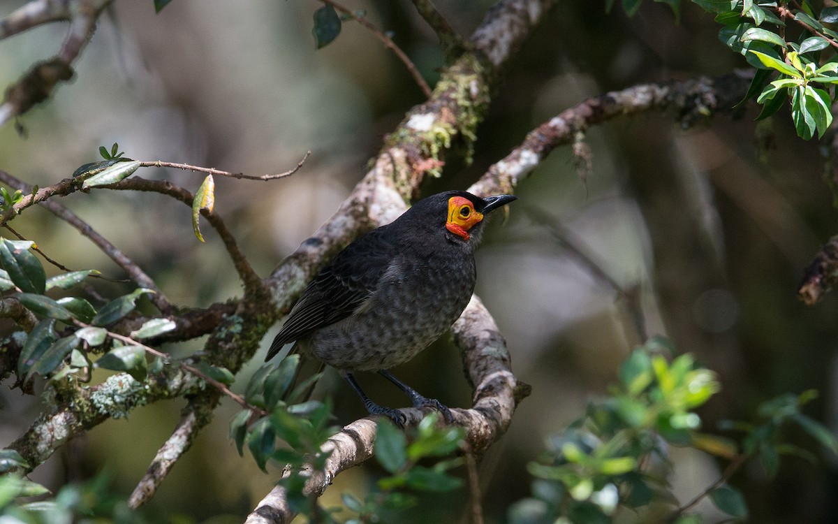 Smoky Honeyeater - ML225830741