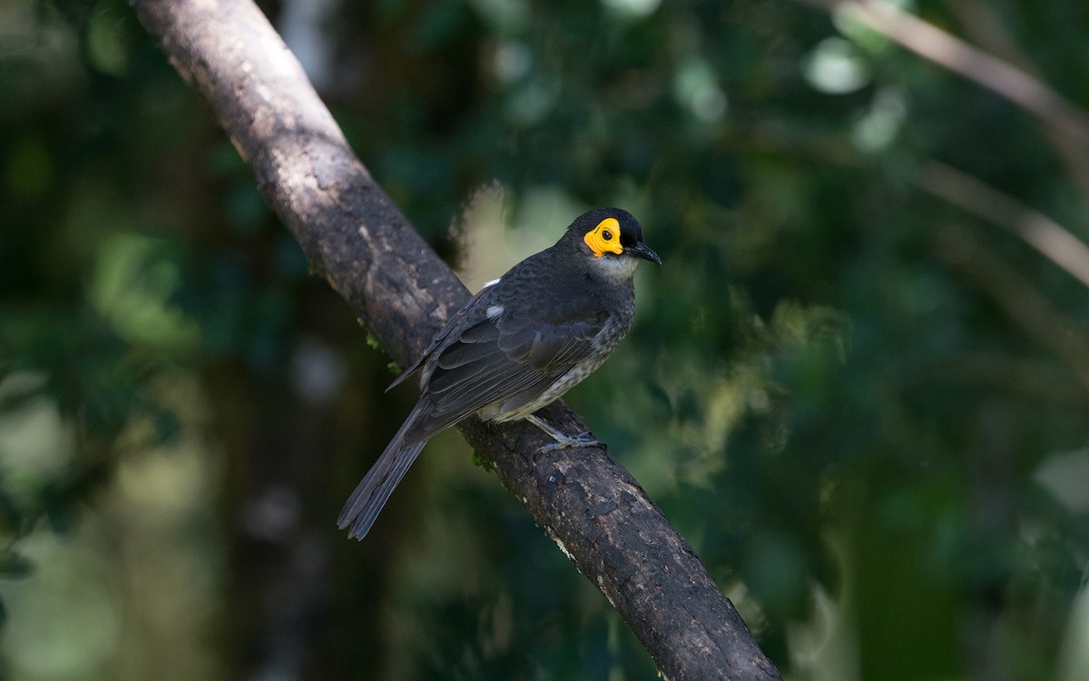 Smoky Honeyeater - ML225830801