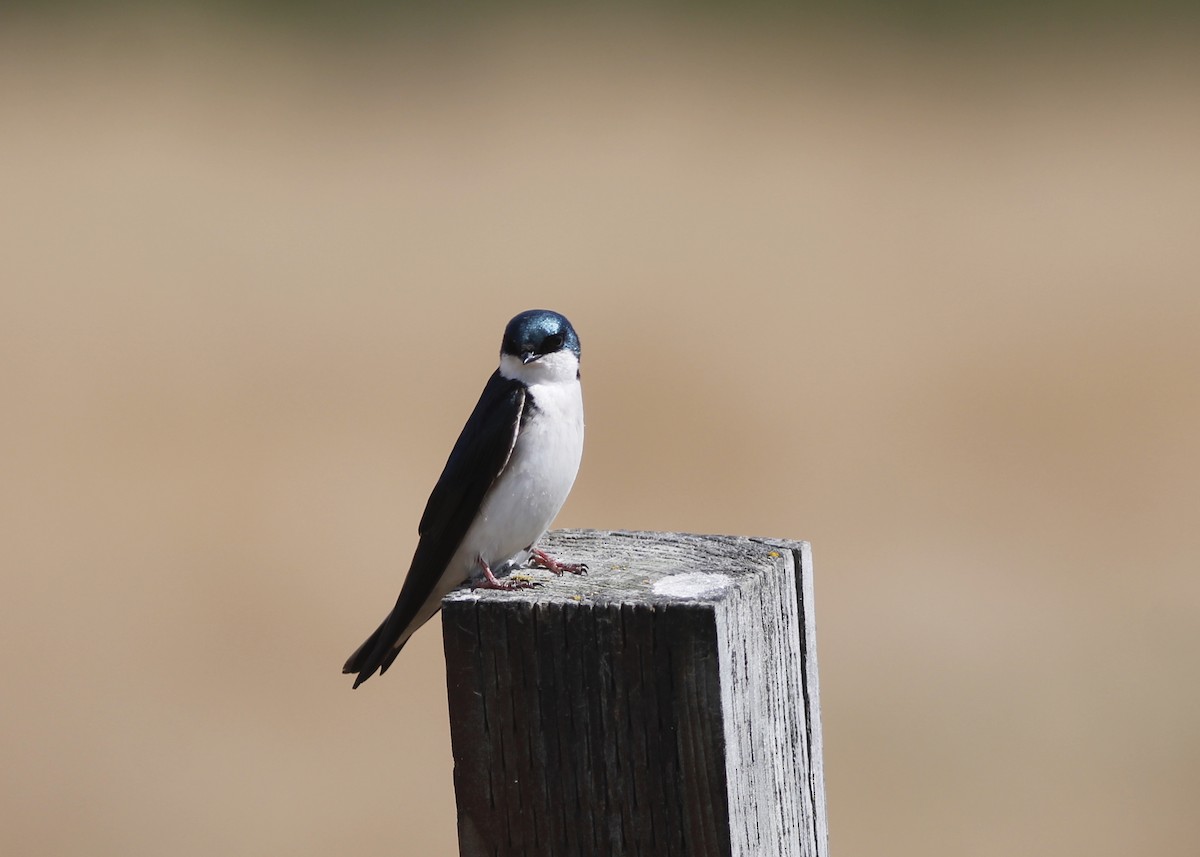 Golondrina Bicolor - ML225831201