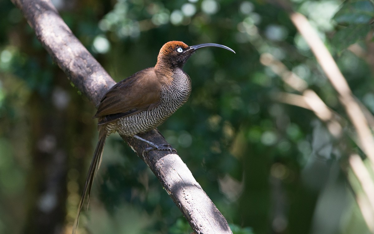 Brown Sicklebill - ML225831471