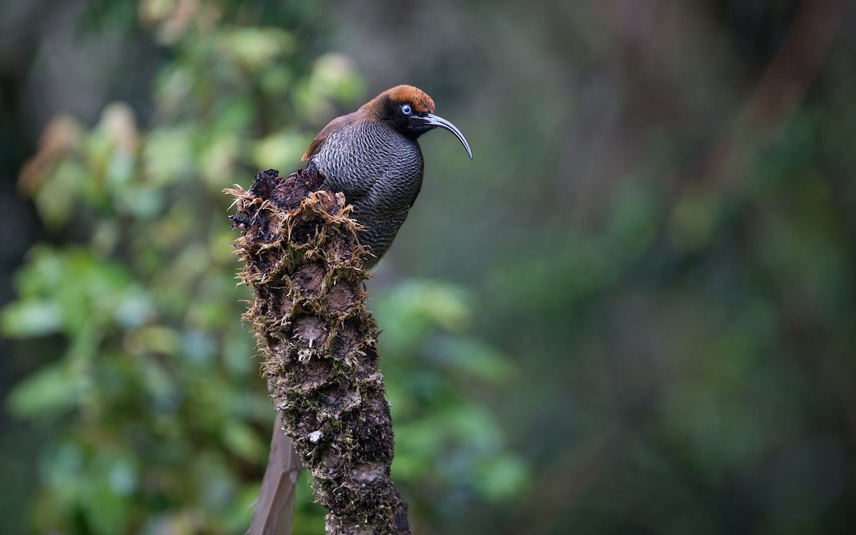 Brown Sicklebill - ML225831521