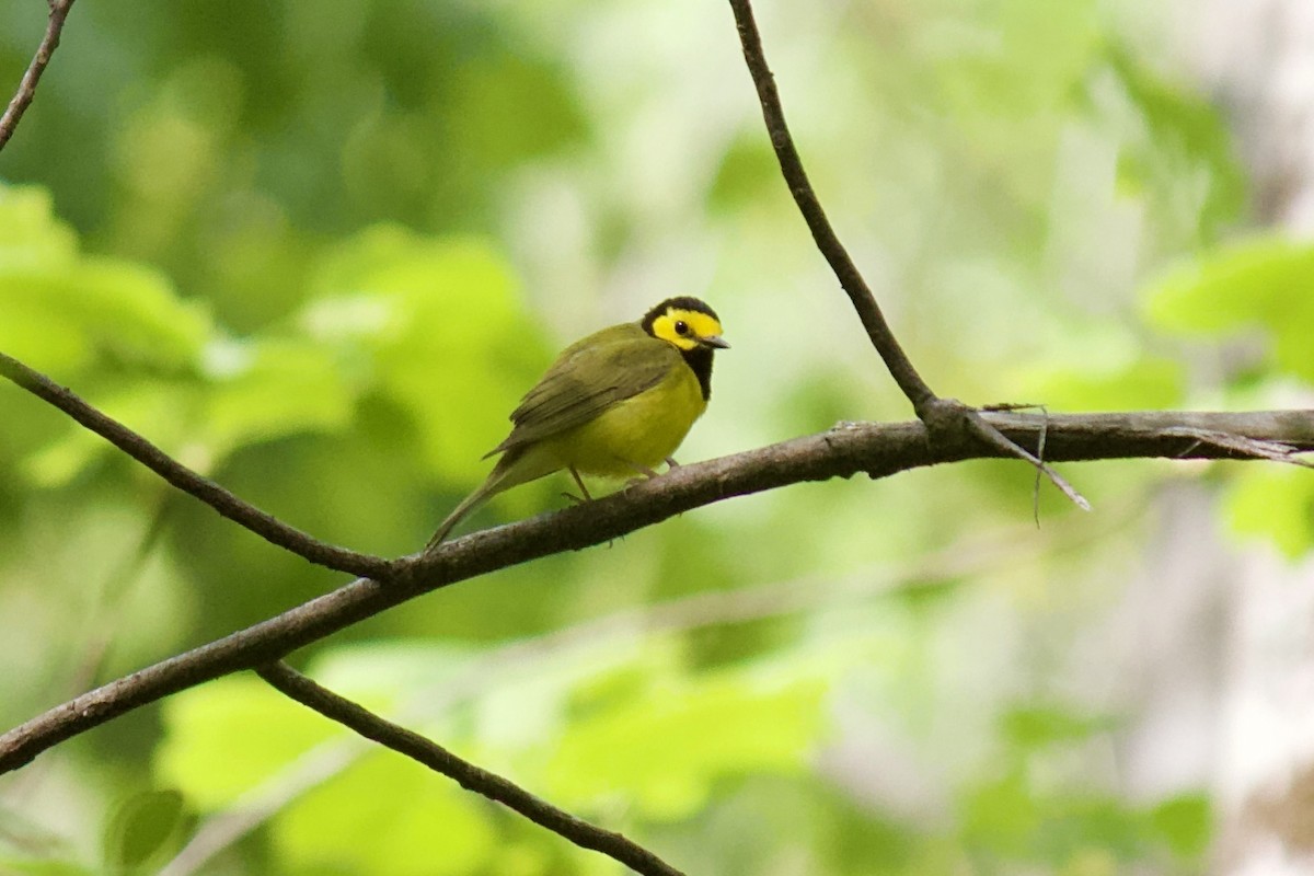 Hooded Warbler - ML225831991