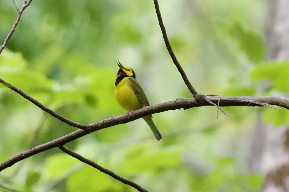 Hooded Warbler - ML225832001