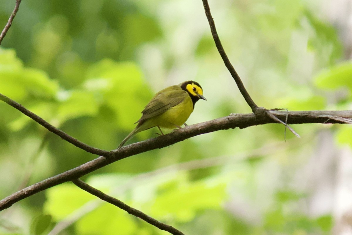Hooded Warbler - ML225832011