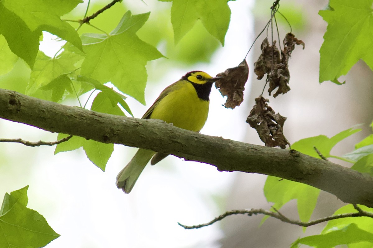 Hooded Warbler - ML225832031
