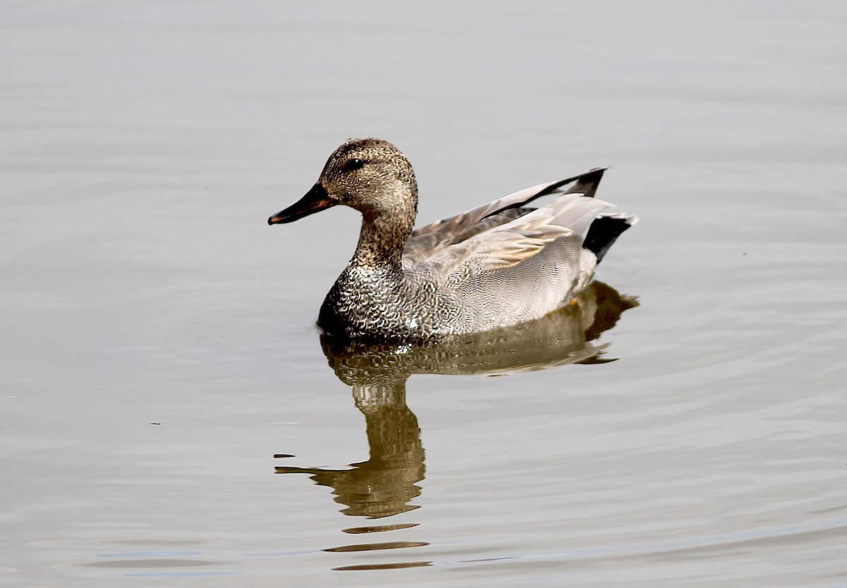 Canard chipeau - ML225832111