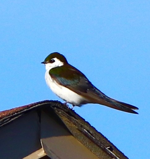 Violet-green Swallow - ML225832151