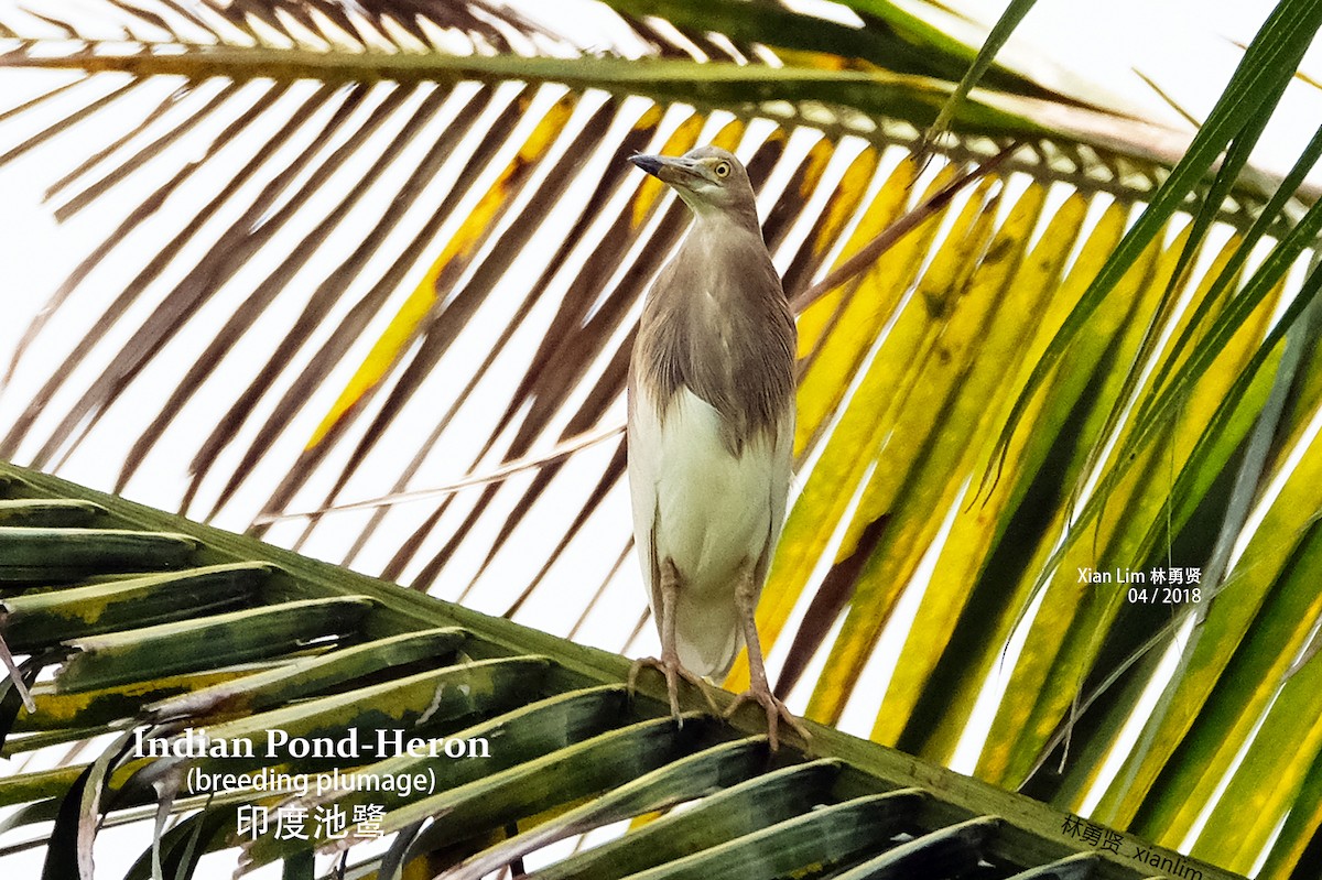 Indian Pond-Heron - ML225832261