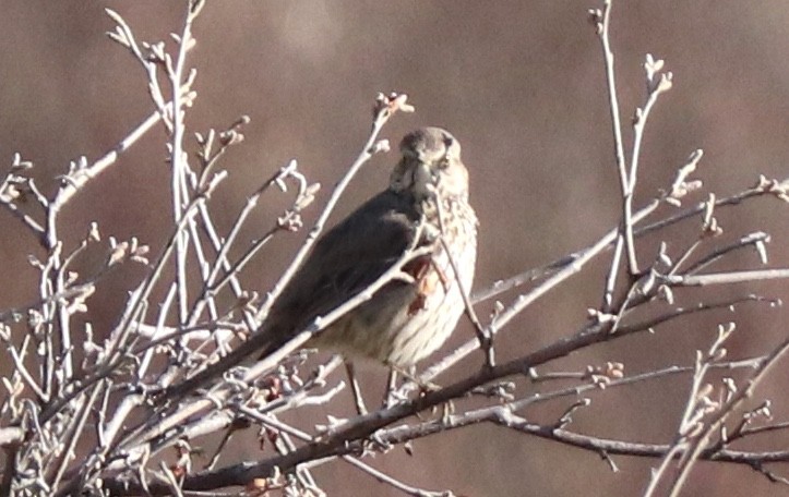 Sage Thrasher - ML225832311