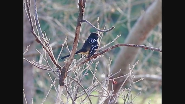 Spotted Towhee - ML225832371