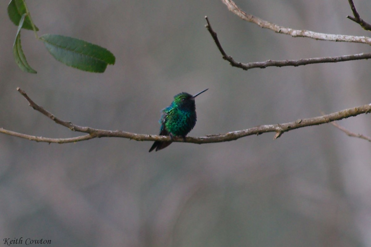 Short-tailed Emerald - Keith Cowton