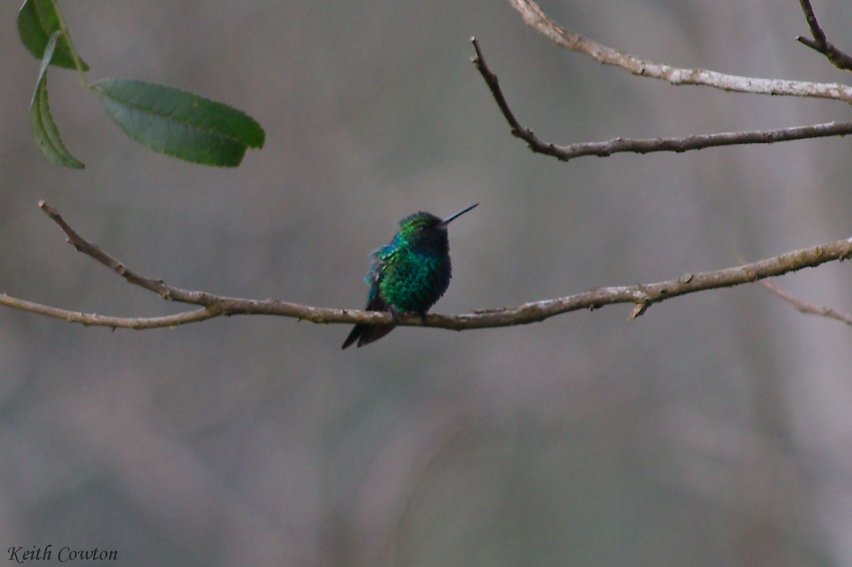 Short-tailed Emerald - ML225833281