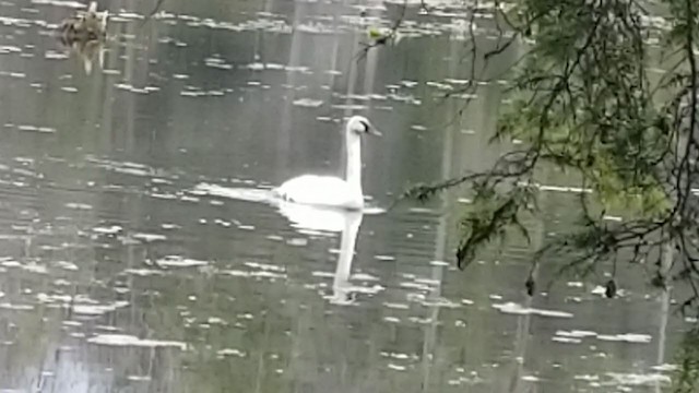 Trumpeter Swan - ML225833681