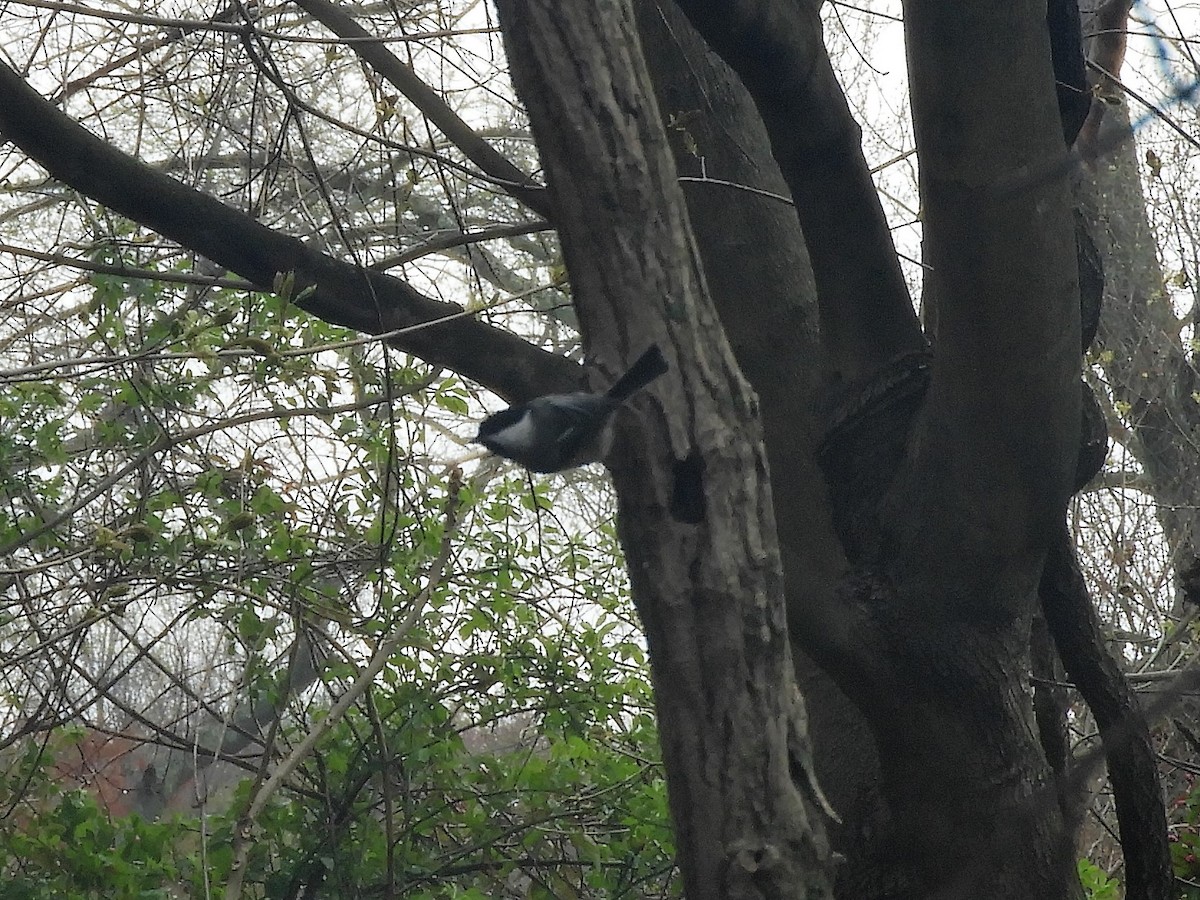 Black-capped Chickadee - ML225833741