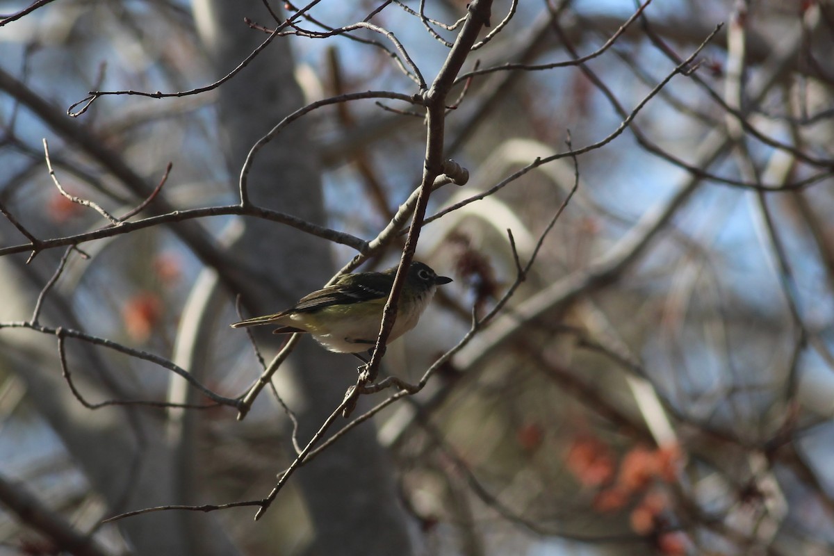 Blue-headed Vireo - ML225834211