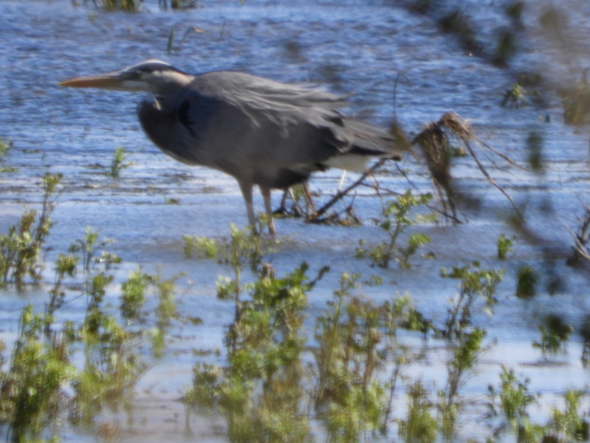 Great Blue Heron - ML225834571