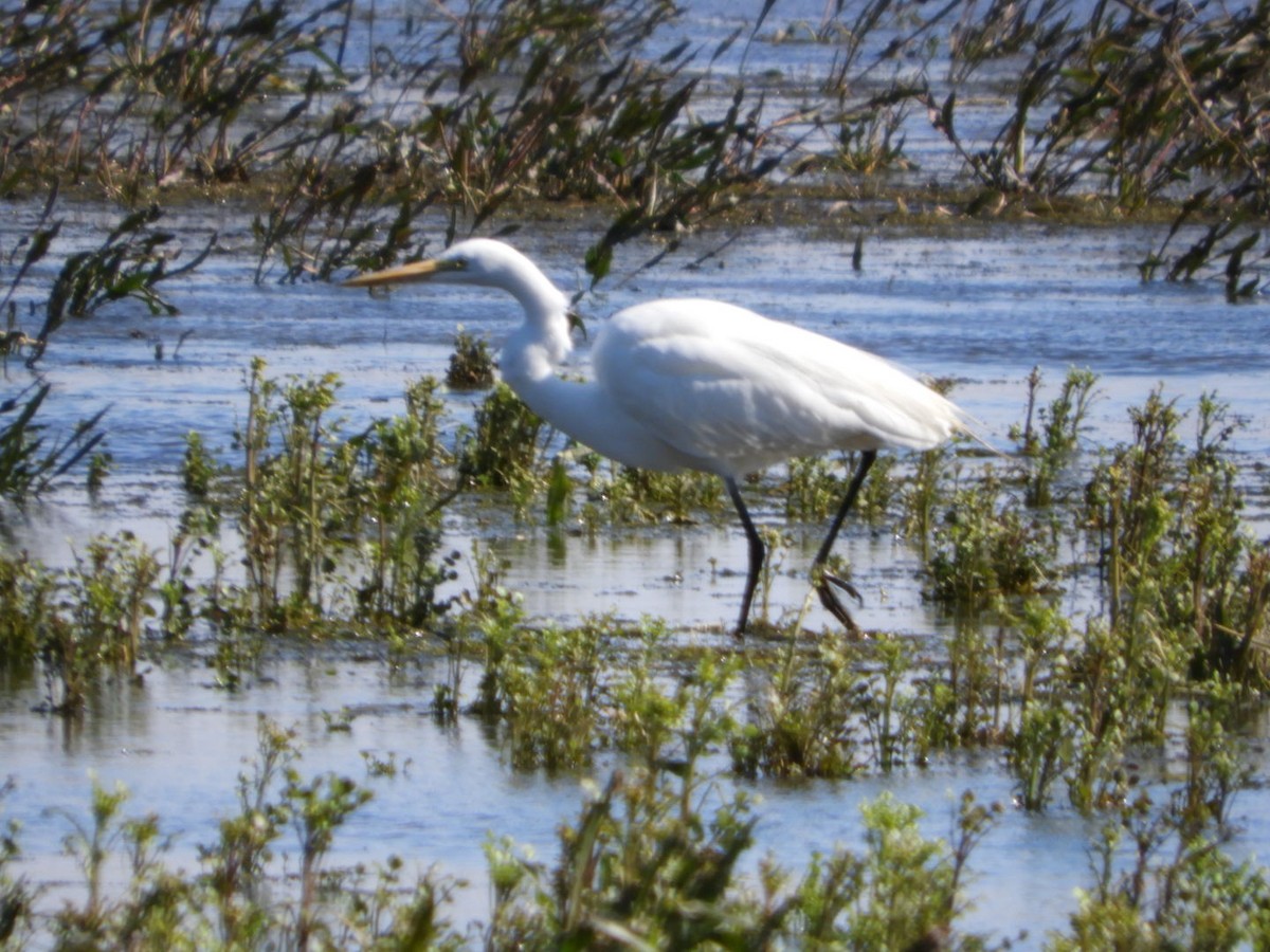 Great Egret - ML225834731