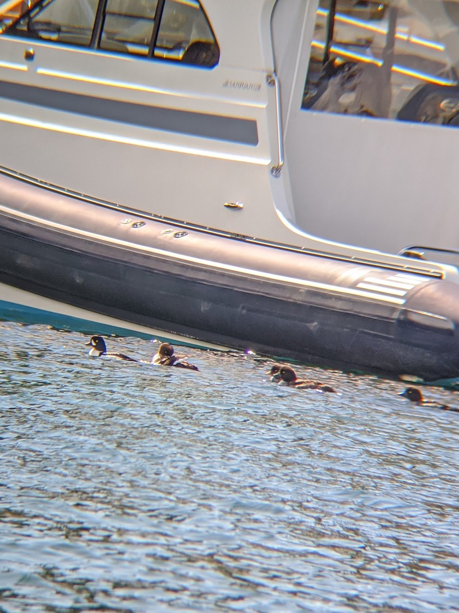 Barrow's Goldeneye - ML225834741