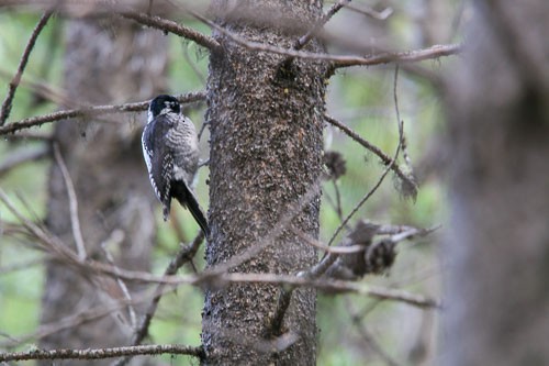 American Three-toed Woodpecker - ML225835801