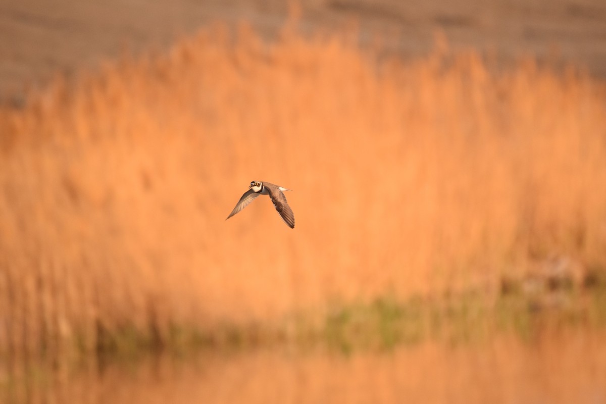 Little Ringed Plover - ML225836261