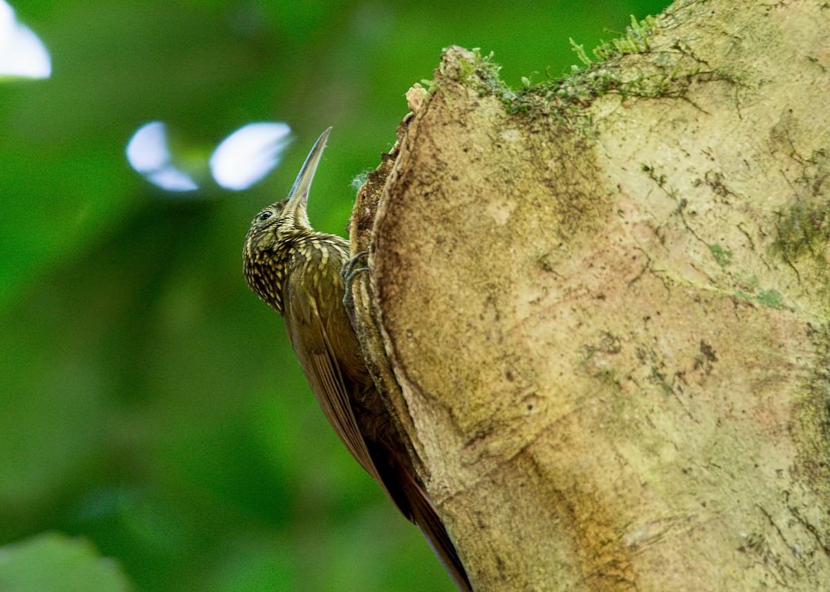 Cocoa Woodcreeper - ML225836911