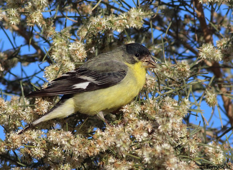 Lesser Goldfinch - Terry Sohl