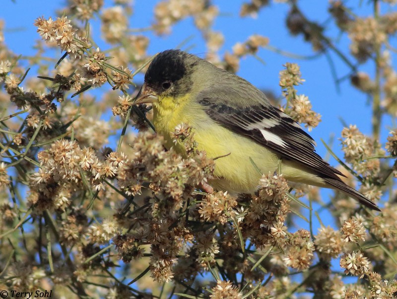 Lesser Goldfinch - Terry Sohl