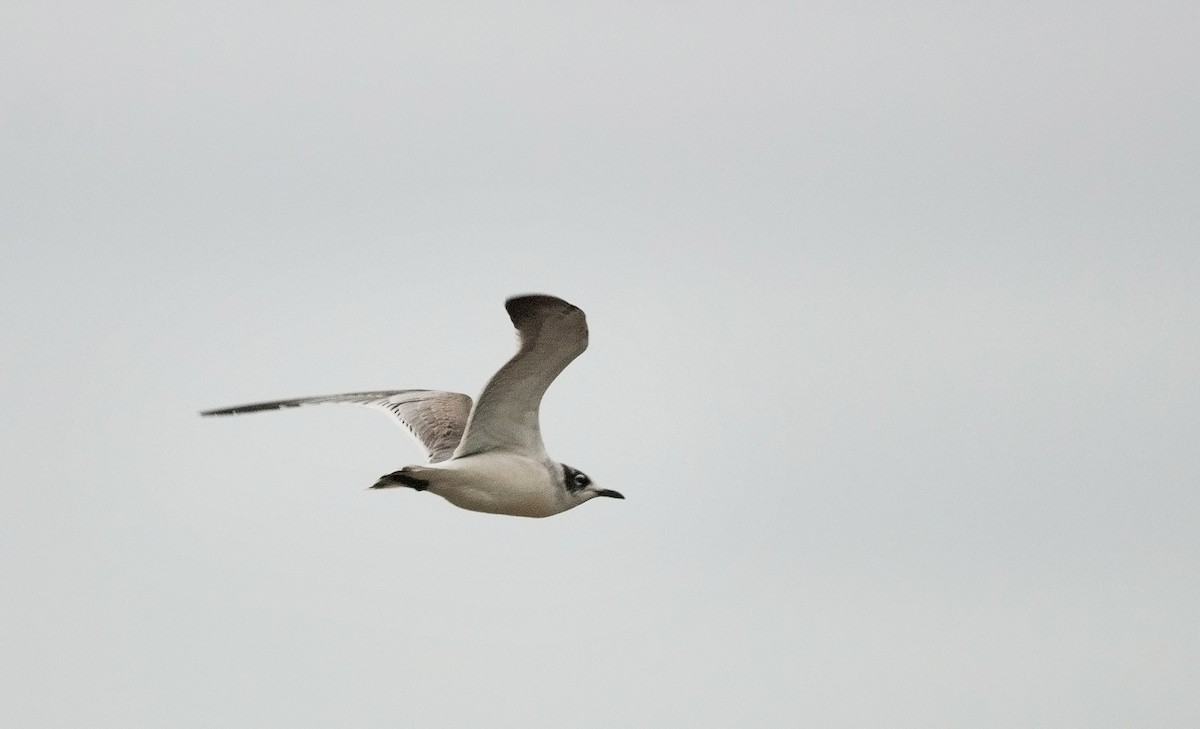 Franklin's Gull - ML225837071