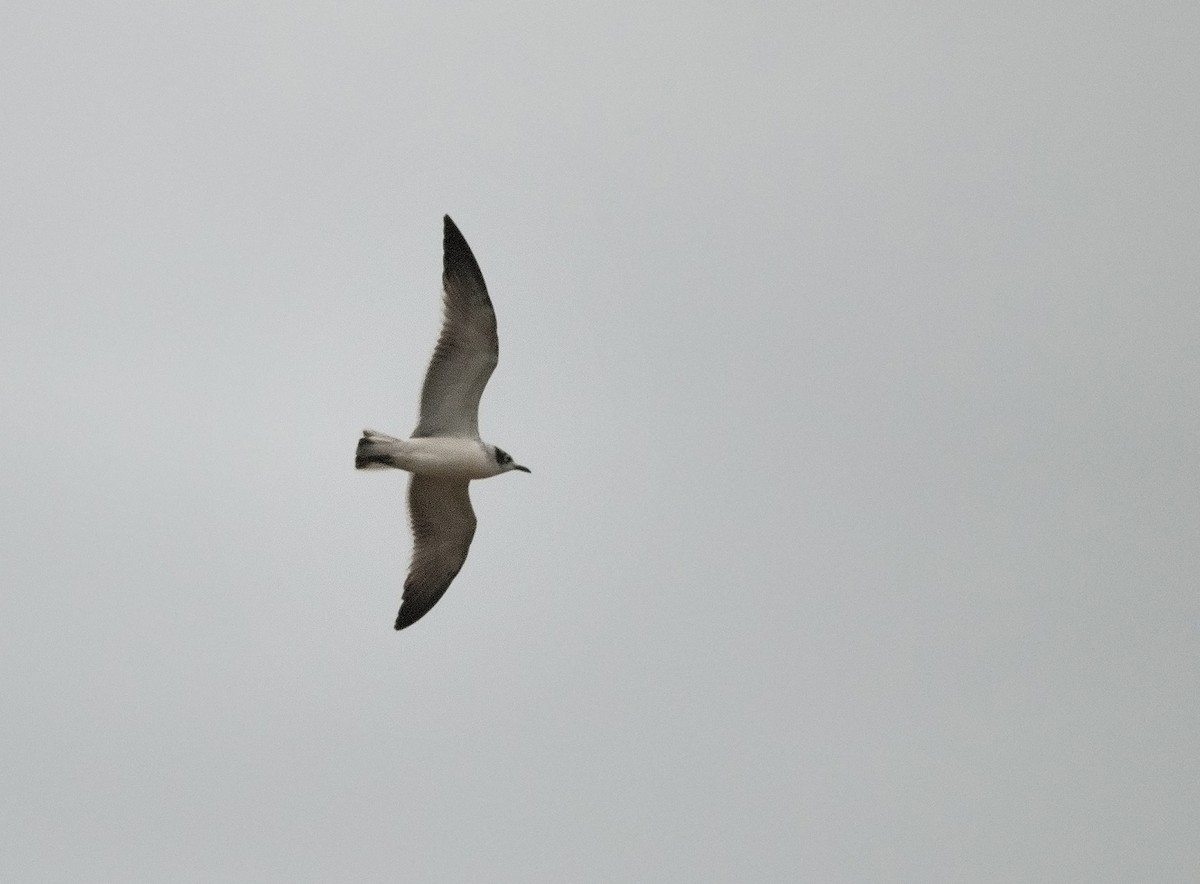 Franklin's Gull - Joshua Vandermeulen