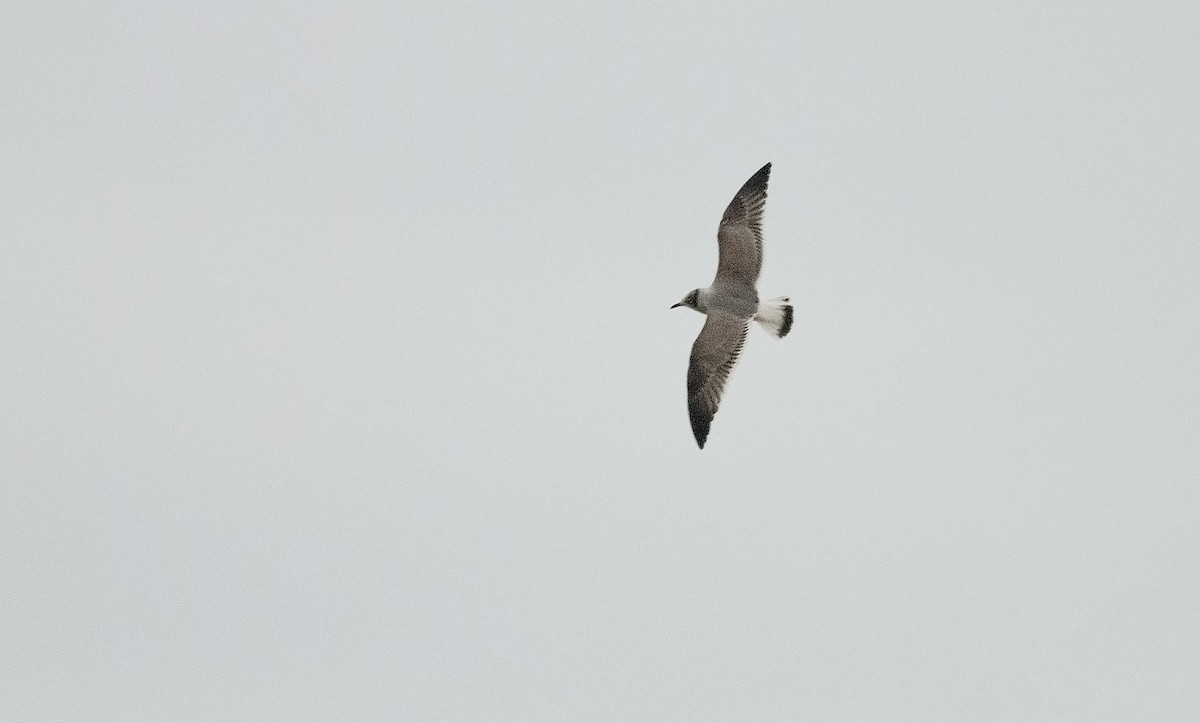 Franklin's Gull - ML225837101