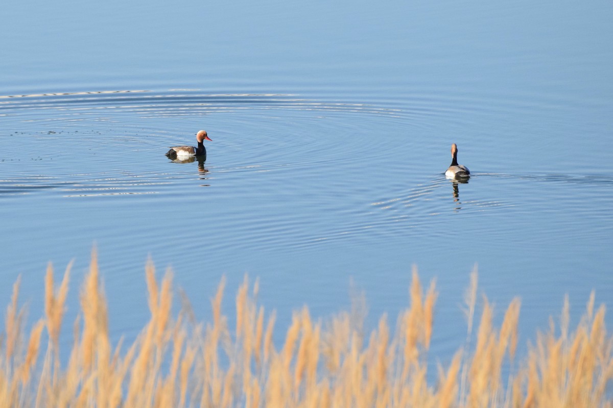 Red-crested Pochard - ML225837461