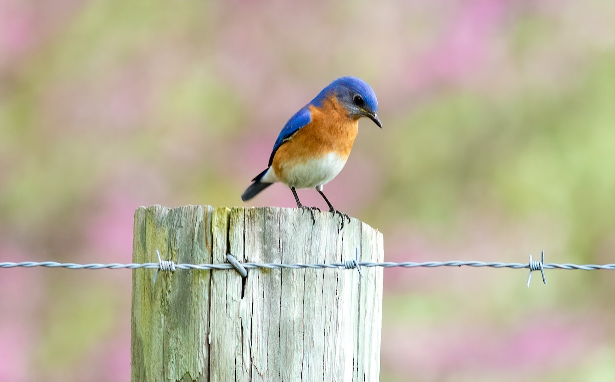 Eastern Bluebird - Alex Shipherd