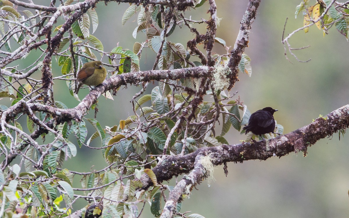 Loria's Satinbird - Thierry NOGARO