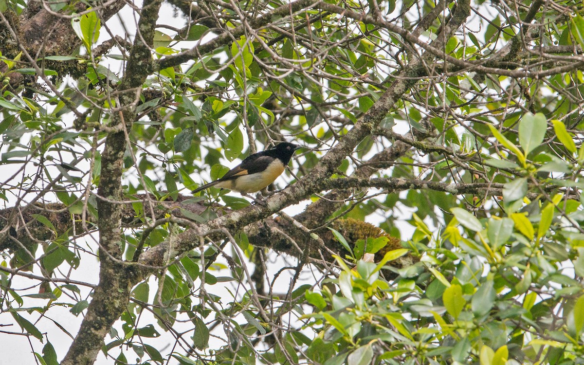 King-of-Saxony Bird-of-Paradise - ML225838591