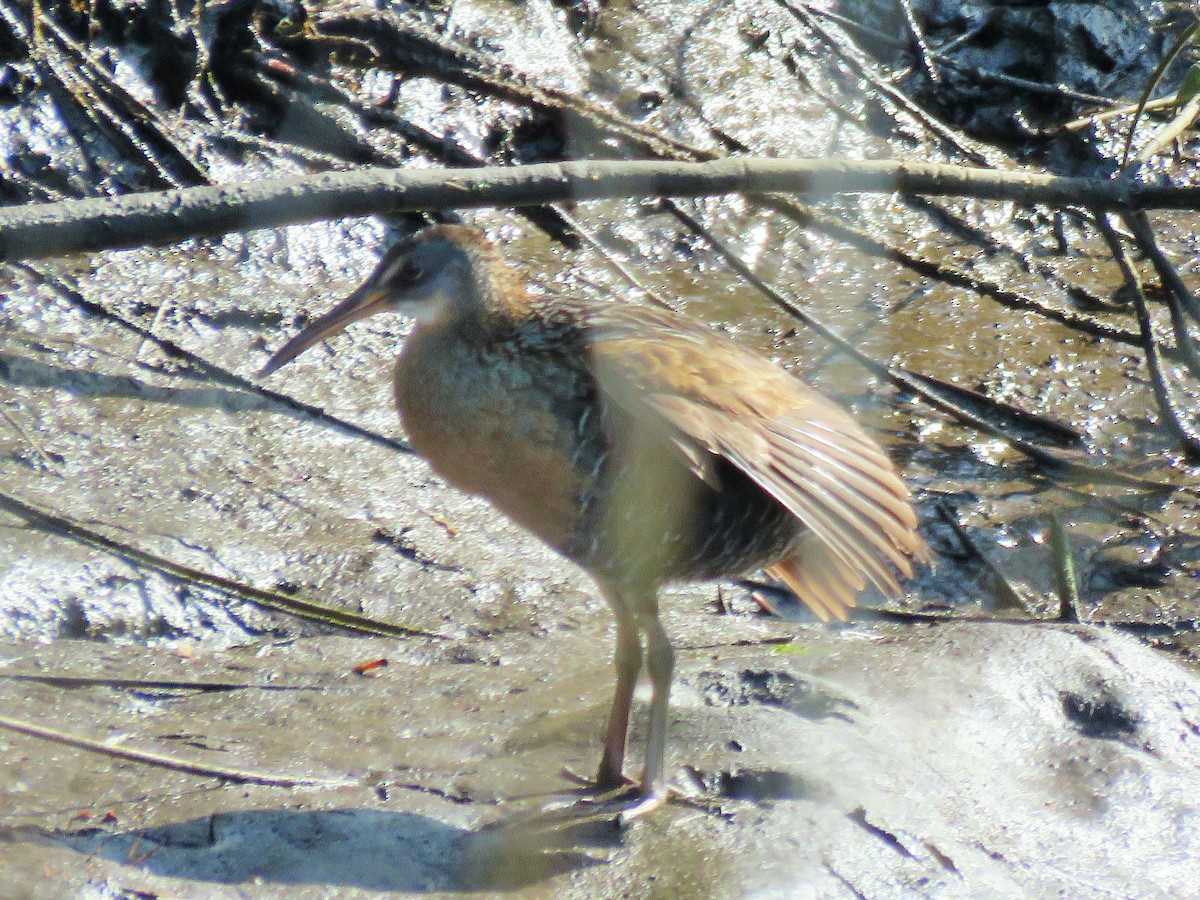 Clapper Rail - ML225838841