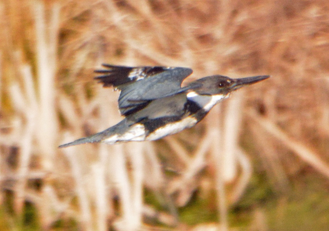 Belted Kingfisher - ML225840321