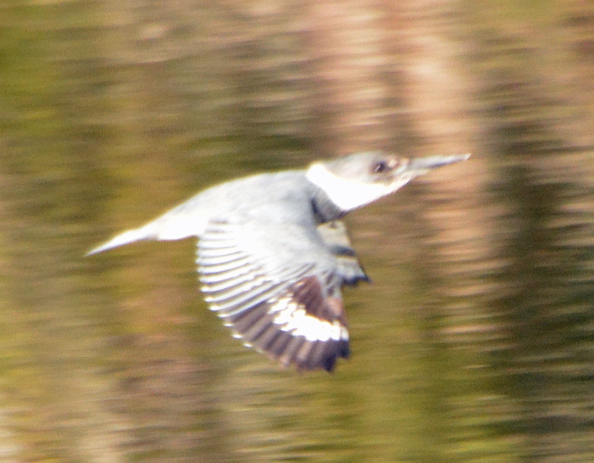 Belted Kingfisher - ML225840331