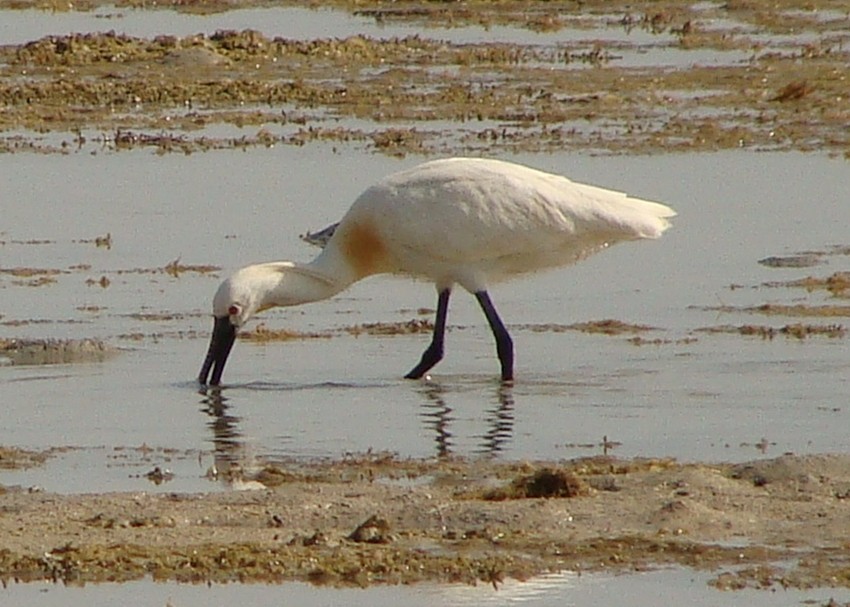 Eurasian Spoonbill - Jason Anderson