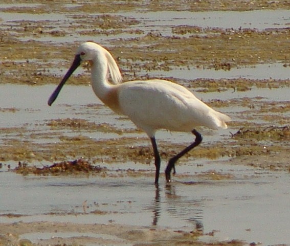 Eurasian Spoonbill - ML225842561