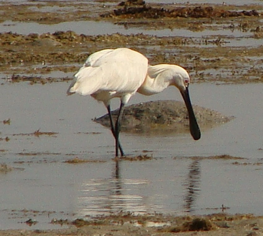 Eurasian Spoonbill - ML225842581