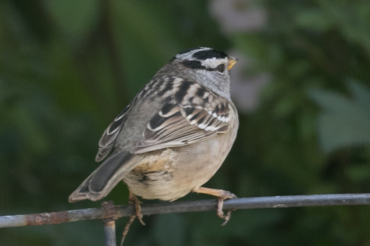 White-crowned Sparrow (pugetensis) - Alvaro Jaramillo