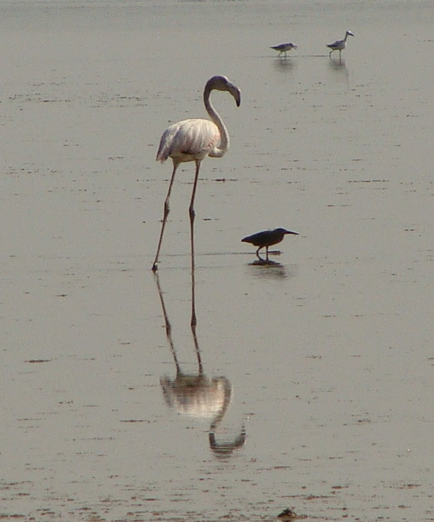 Greater Flamingo - Jason Anderson