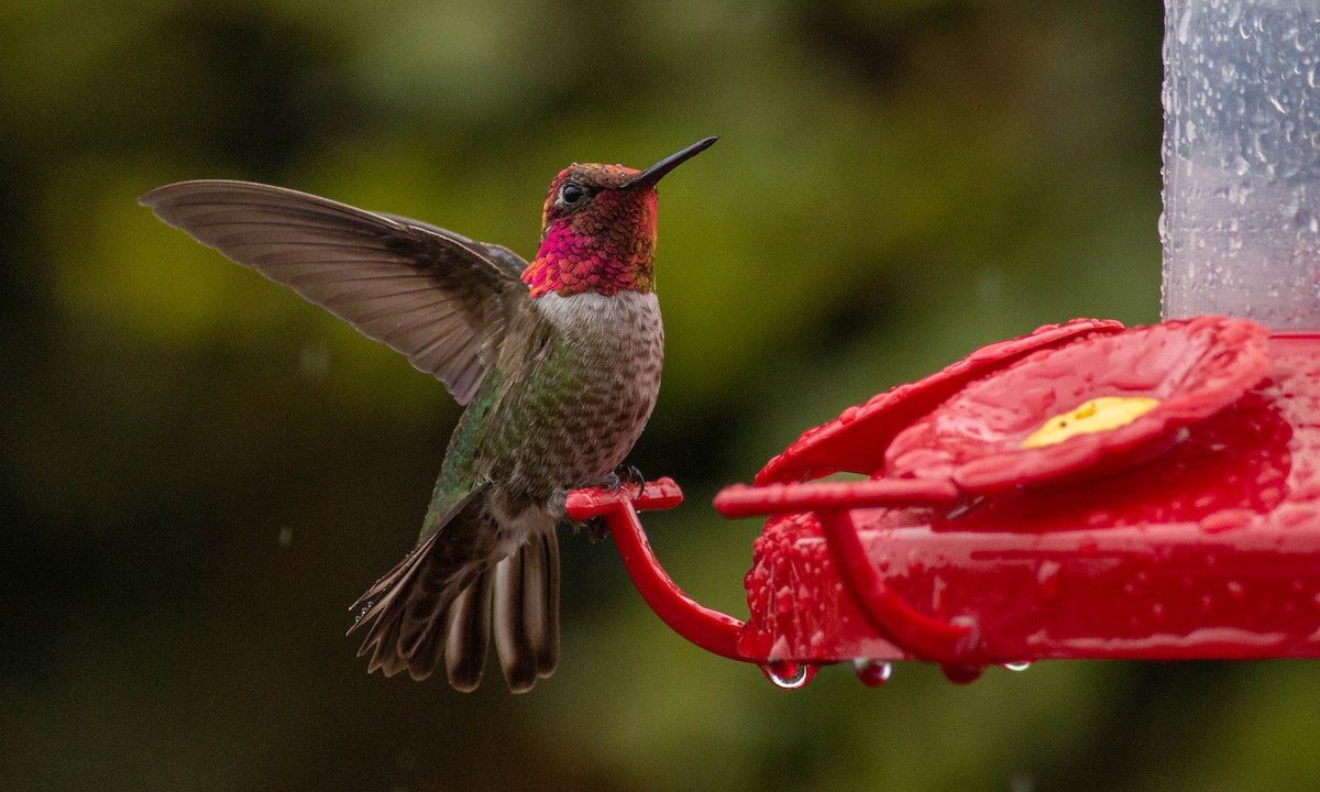 Anna's Hummingbird - Paul Fenwick