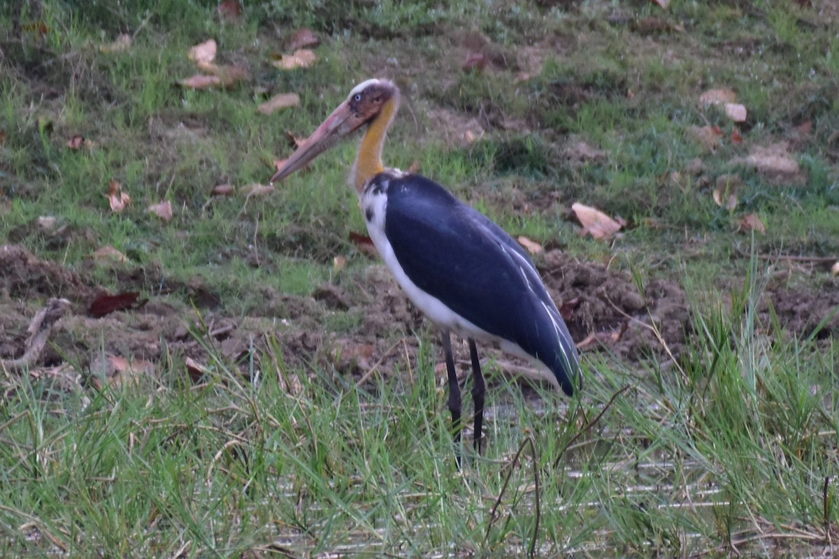 Lesser Adjutant - ML225847081